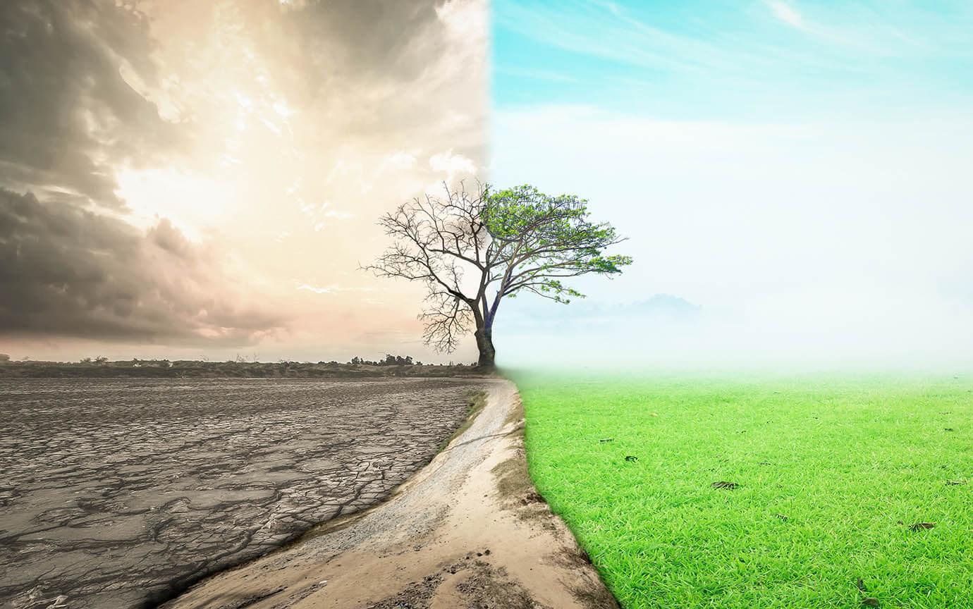 Picture of a tree, half of picture during a drought, half when well watered