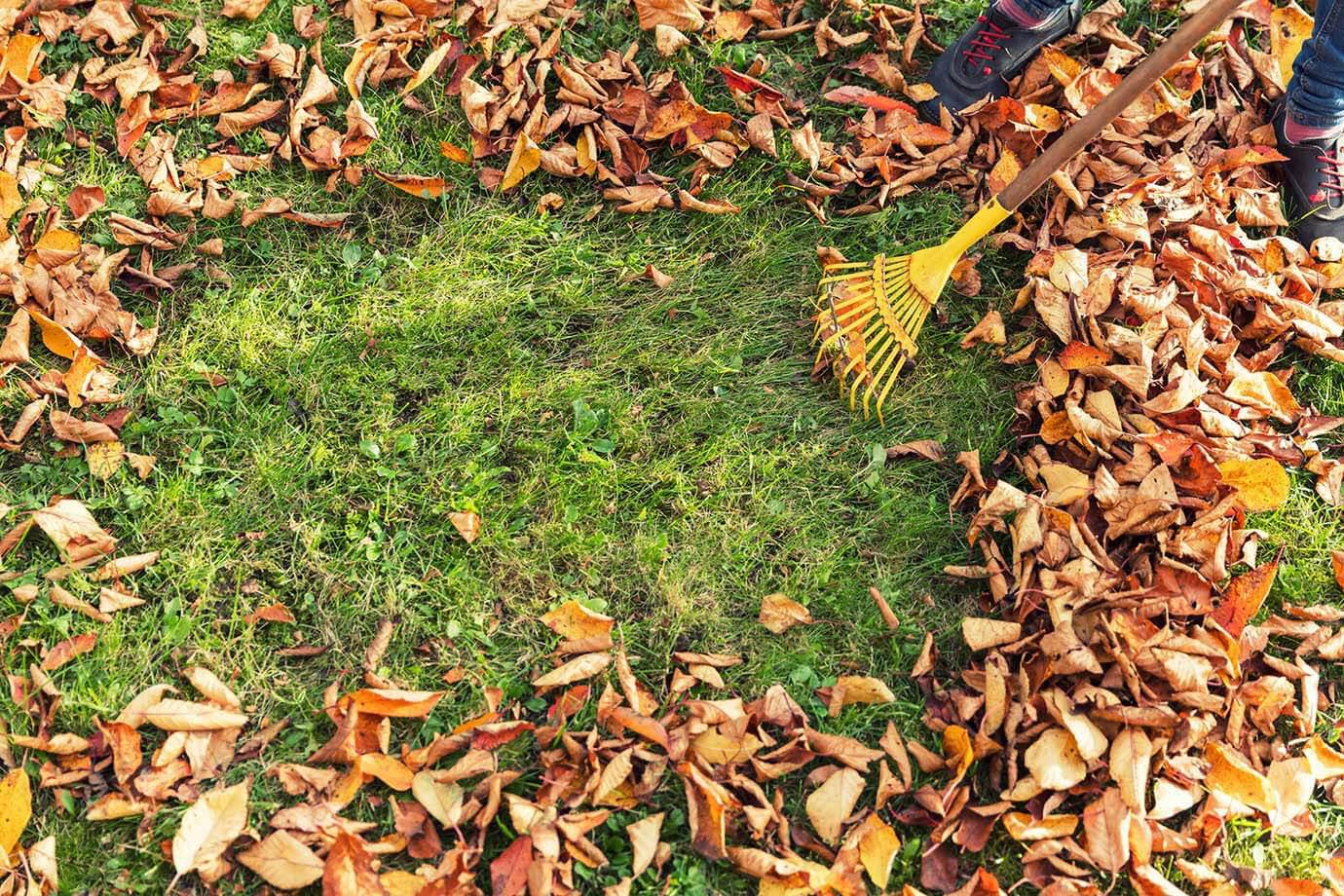 Fall leaves being raked off of a lawn