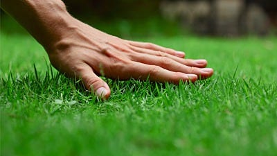 20 Lawn Pests and How to Fight Them