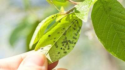 24 Amazing Benefits and Uses of Neem Oil for Plants