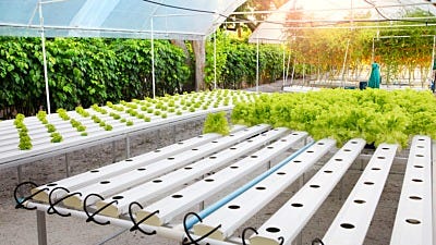 40 Hydroponic Garden Terms: Must-know Vocabulary for Growers