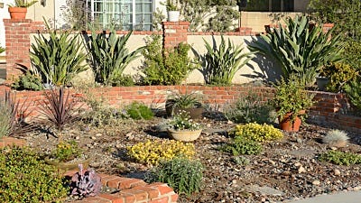 7 Ideas to Transform Your Lawn with Native Plants