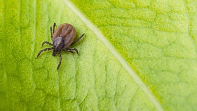 A Wave of Tick-borne Diseases is Hitting the U.S.