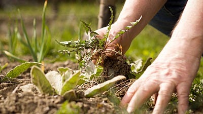 Beat the Weeds: 11 Weed Control Tips