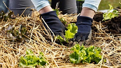 Beginner's Guide to Straw Bale Gardening