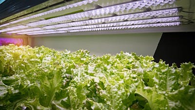 Do Hydroponic Gardens Use a Lot of Electricity?