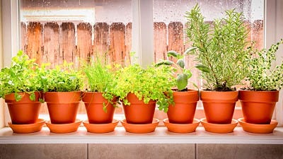 Garden Guide: How to Grow Herbs