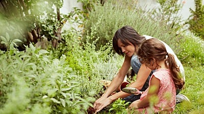 Gardening For Beginners: The Garden Game Plan