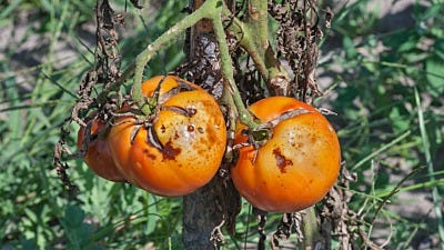 Good Fungi vs. Bad Fungi in Indoor Gardening