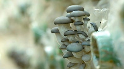 Growing Mushrooms: How to Deal with Mushroom Pests