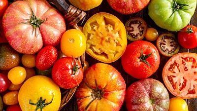 tomato plant facts 