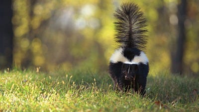 How Do Skunks Spray?