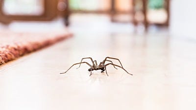 How to Get Rid of Spiders in the House