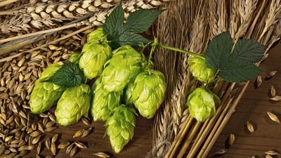 How to Grow Organic Hops