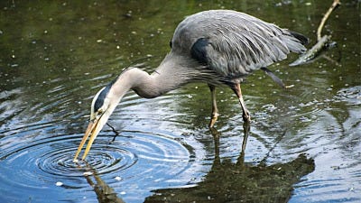 How to Keep Herons Out of Your Koi Pond