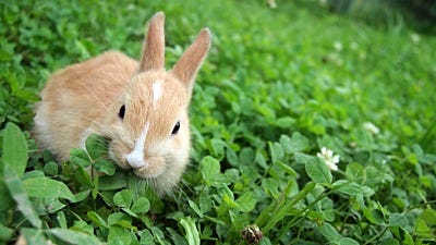 How to Keep Rabbits Out of Your Yard