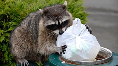 How to Keep Raccoons Away from Your Trash