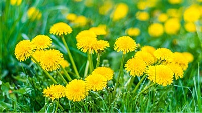 How to Kill Weeds Naturally