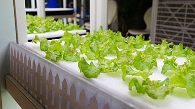 Hydroponics 101: What You Need to Start Growing