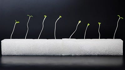 Hydroponics Vs. Soil: Do Hydroponic Plants Grow Faster?