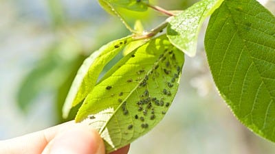 plant disease from insects