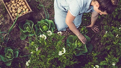 Integrated Pest Management