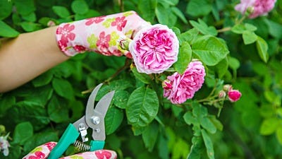 Plant Pruning: How to Prune for Awesome Blooms