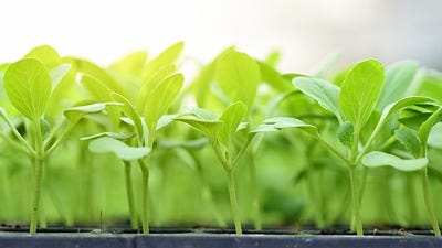 Protecting Seedlings: Transitioning To Outdoor Hydroponics