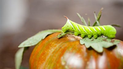 5 Insects That Can Destroy Your Tomatoes