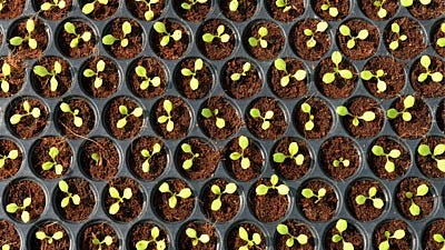 Seedling Problems Solved: ID and Fix 10 Common Problems for Indoor Seedlings