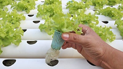 The Basics Of Aquaponics