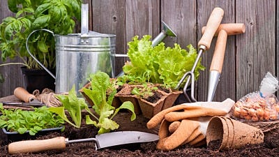 The Gardener's Tool Belt: Essentials for Gardening