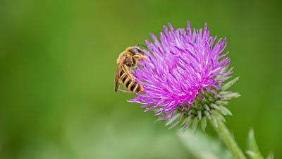 Top 30 Plants That Attract Pollinators