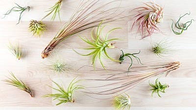 how to keep air plants alive