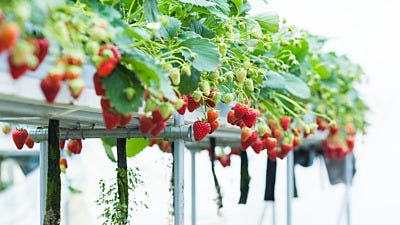 What Nutrients Do Hydroponic Strawberries Need?