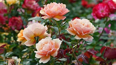 What Type Of Rose Should I Plant?