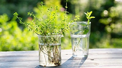 What's Best - Seeds Or Clones?