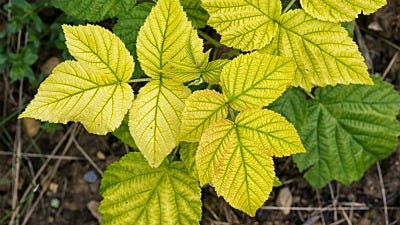 Why Are My Plants Turning Yellow? 