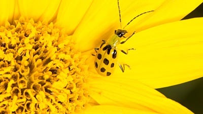 Why New Gardeners Hate Cucumber Beetles