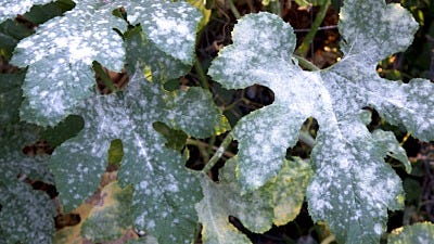 fungi on plants and garden