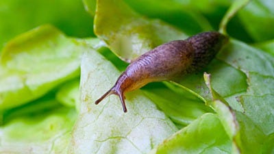 A Slime-Fighter’s Plan: How to Stop Garden Slugs