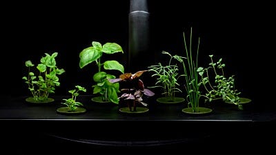 Choose the Best Indoor Garden System for You