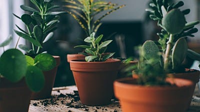 The Best Pot for Your Indoor Garden