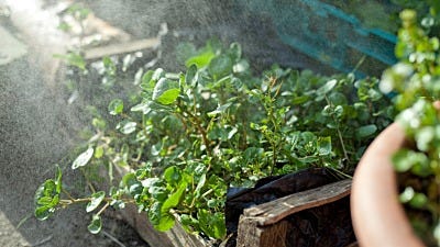 Can Perennials Grow in Hydro Gardens