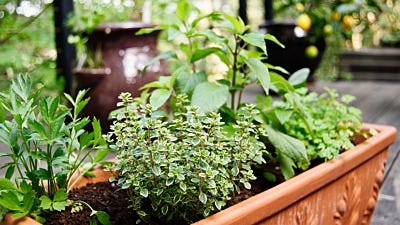 Container Gardening 101: Organic Gardening for the Apartment Dweller 