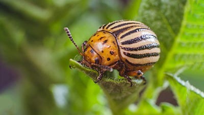 Controlling Colorado Potato Beetles