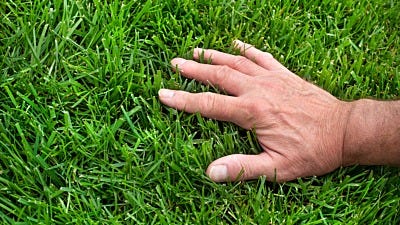 Do-It-Yourself Organic Lawn Care