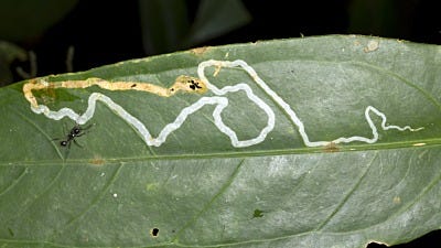 Fighting Leaf Miners in the Garden