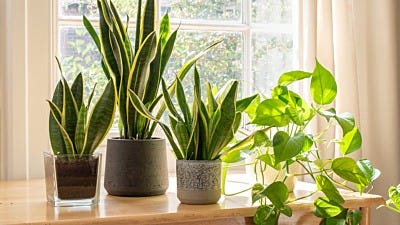 Green Therapy: Get Help from Therapeutic Plants