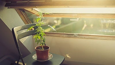 Growing Marijuana Indoors